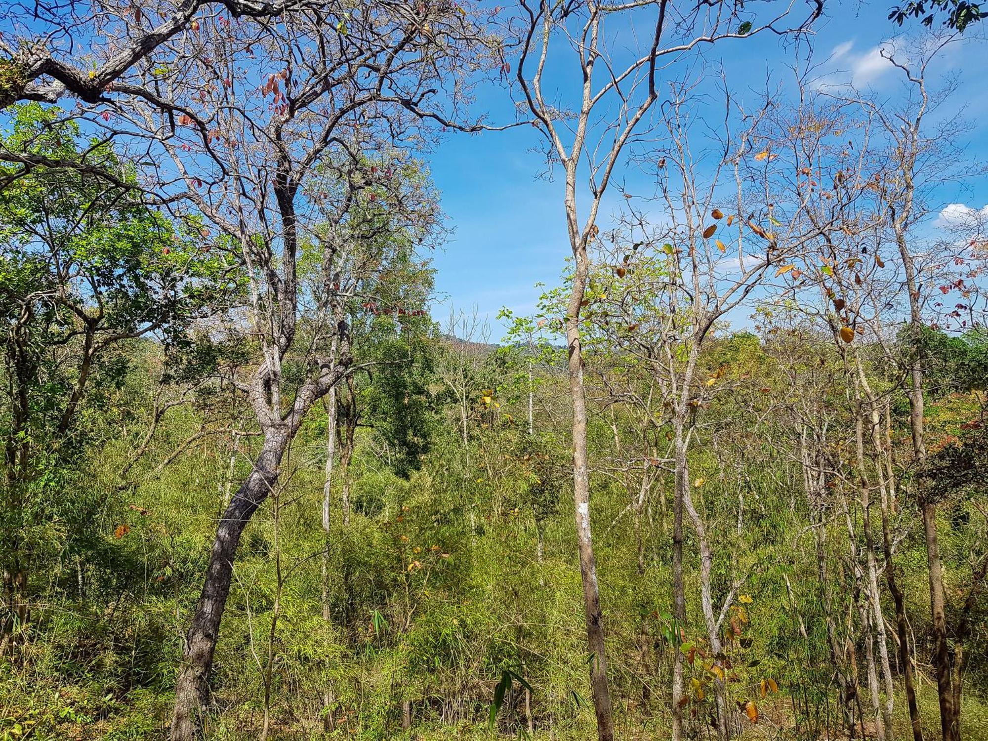 Banlung Ratanakiri Homestay & Jungle Trek מראה חיצוני תמונה
